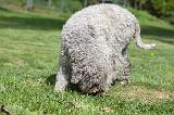 LAGOTTO CAVAGE 053